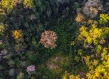 Peru forest